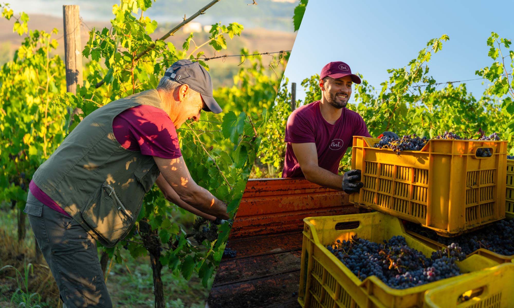 La vendemmia BNT raccontata nelle Notizie dal Podere