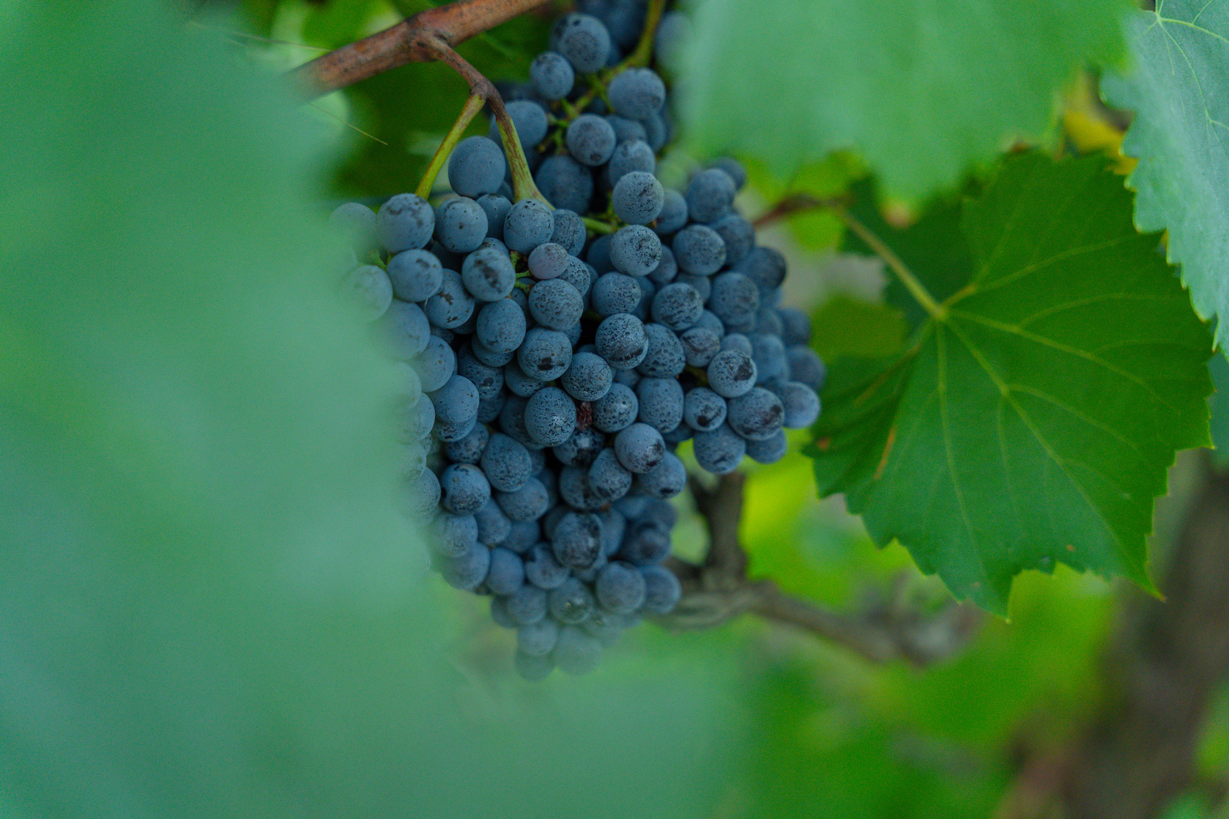 Dettaglio di un grappolo d’uva tra le foglie della vigna
