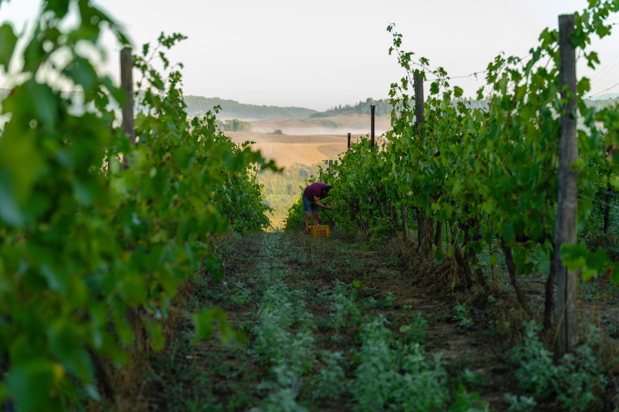 La vendemmia tra i filari di Podere il Pino, sulle colline della Valdera