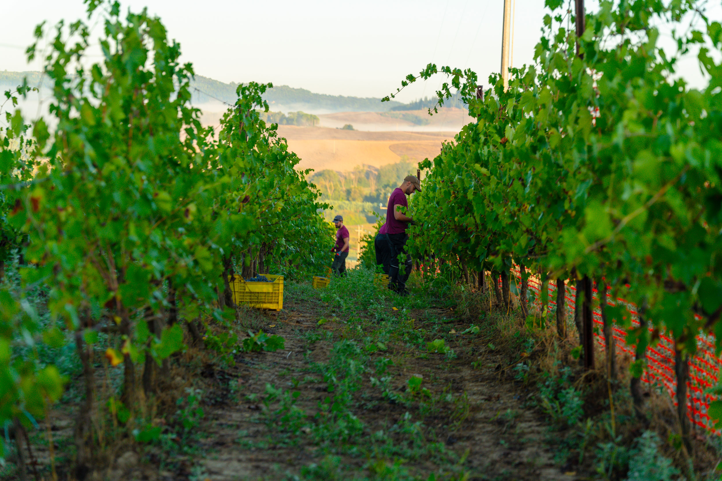 Vigna di Podere il Pino a Cedri