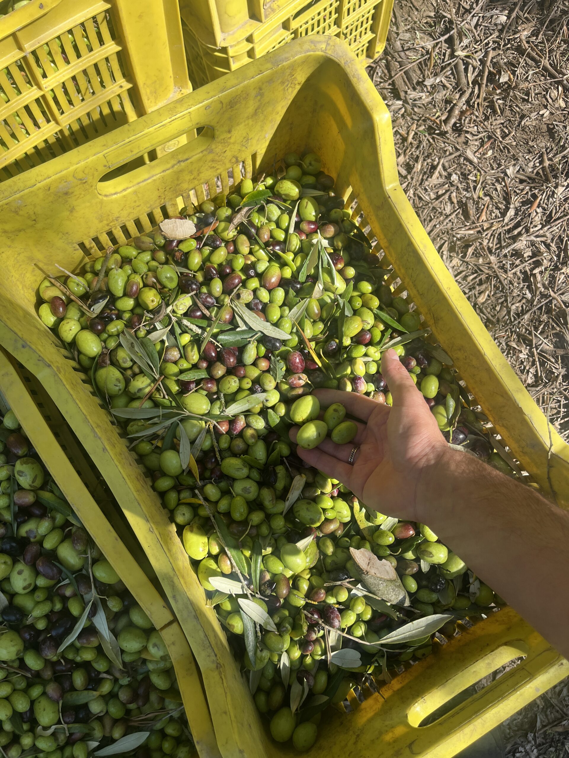 La raccolta delle olive ha inizio.
